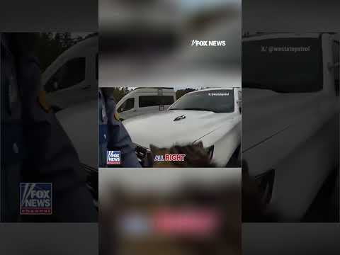 WATCH: Troopers rescue stranded kitten on a highway. #shorts  #foxnews #news #us #fox #usa #media