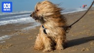 Tasmanians buffeted by spring winds, by conditions not unusual, BOM says