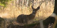 Maine wildlife officials expand ‘Do Not Eat’ advisory