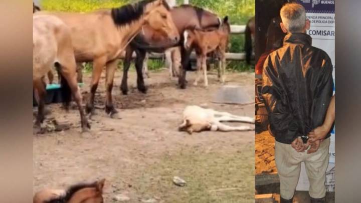 Recuperan caballos de polo robados en Pilar en un matadero clandestino de Moreno
