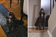 Newsweek’s Pet of the Week: Dog who secretly howls when owner leaves
