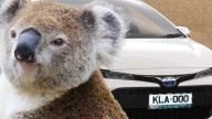South Australia's Koala State plates drive record funding for wildlife rescue