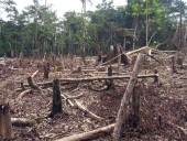 La “era verde” de Colombia: inversión doble, bosques que respiran y paneles que crecen