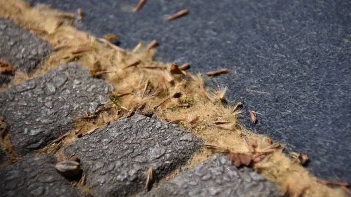 Alerta por la alergia ocular en primavera: el problema de los plátanos urbanos