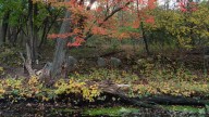Should you rake your leaves or mow them with your lawn this fall?