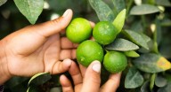 Precios de alimentos incrementarán hasta en un 20% por violencia hacia agricultores, asegura Concamin