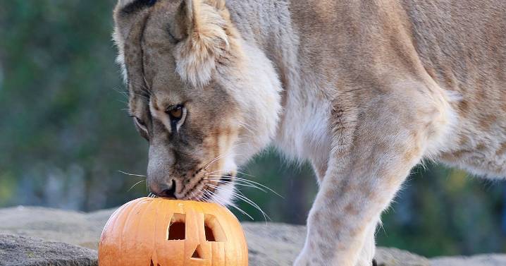 Halloween fun at Five Sisters Zoo as lionesses lead celebrations