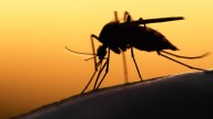 West Nile virus surges in Missouri, killing 3 and hospitalizing 15