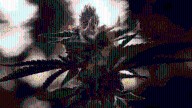 Kentucky's first Cannabis sales are imminent