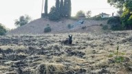 California Woman On A Quiet Walk Encounters A Surprising Animal Watching From The Hillside