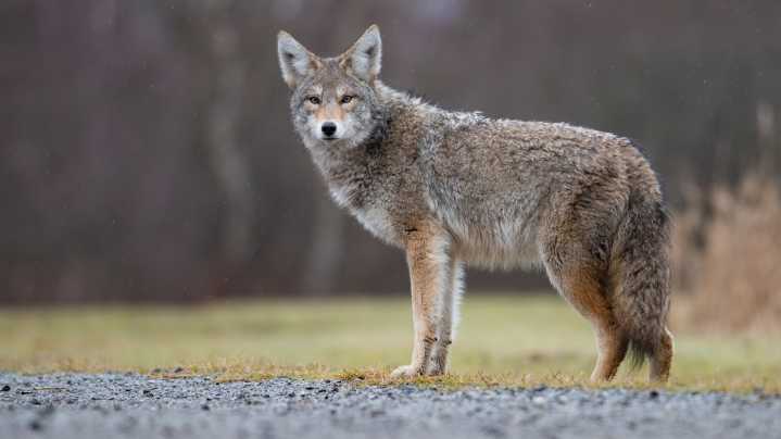 Coyote attacks 9-year-old: Officials