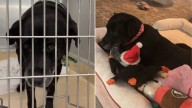 Florida Woman Rescues Senior Dog From Shelter And Changes Her Golden Years