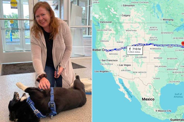 Missing Dog Named Opie Found More Than 2,000 Miles Away Thanks to His Microchip