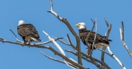 Utah unveils plan to protect endangered species amid drought, increasing wildfires