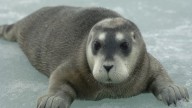 Arctic seals face extinction and birds in decline globally, according to new Red List