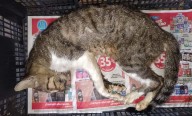 Denuncian envenenamiento masivo de gatos en Veracruz