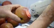 Menos pérdidas, más calidad: el reto de la poscosecha frutihortícola