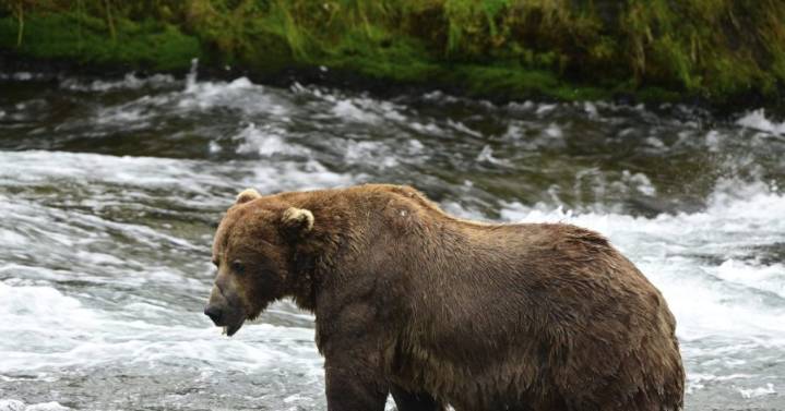 Chunk, a 1,200-pound bear with a broken jaw, wins Fat Bear Week contest