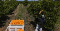 'Living in a box': farm workers reveal dire conditions