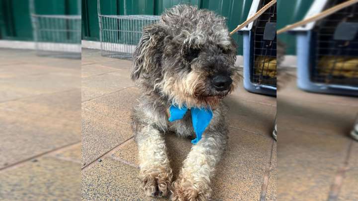 ¡Conmovedor! El milagro que esperaba «mechudo»: en jornada de adopción se reencontró con su familia