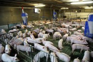 Granja de cerdos en Yucatán pide autorización para operar