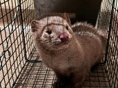 Pa. mink-release case defendant claims to be victim of politically motivated prosecution