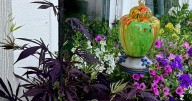 ON GARDENING: Sweet Caroline Medusa Black will make its debut in 2026
