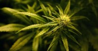 Middlesbrough men among 21 charged over industrial-scale cannabis farm in city centre warehouse