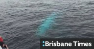 Albino whale spotted off coast of New Zealand