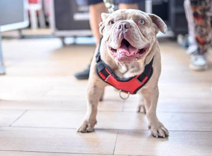 Ibagué tendrá jornada de implantación de microchips para mascotas