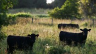 Florida cattlemen have beef with Trump's plan to import from Argentina