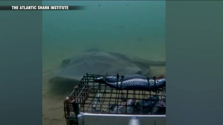 Giant stingray spotted off RI coast