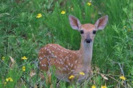 'It is an abusive system of animal control': Community members concerned over possible return of deer trapping program