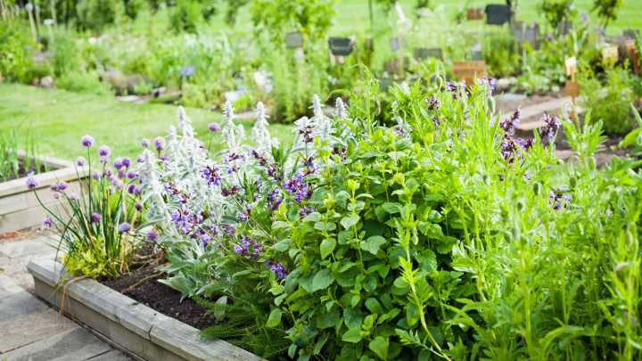 Lavender Vs Rosemary: Which Easy-To-Grow Herb Is Best For Your Garden?