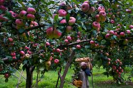 Capital Loss Kashmir Apple Growers Face