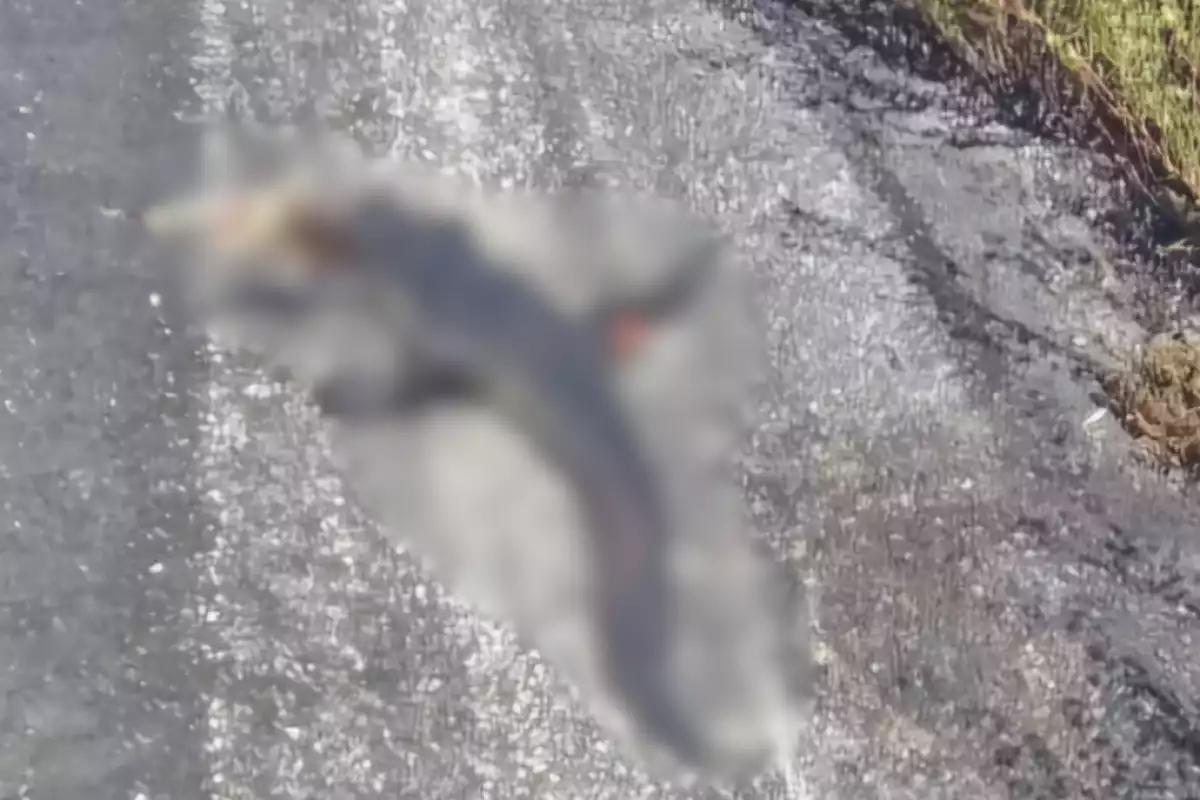 Cocodrilo protegido muere atropellado en la carretera Campeche–Carmen cerca de Punta Xén, Champotón