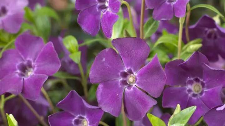 La planta ideal para este invierno: soporta las bajas temperaturas y no requiere cuidados constantes