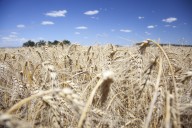 Trigo 2025/26: estiman una cosecha récord de 23 Mt impulsada por lluvias excepcionales