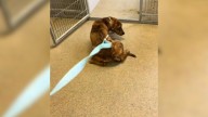 Utah Shelter Dog Was Paralyzed By Fear In Her Kennel Until A Girl Gave Her Hope