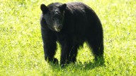 What to do if you encounter black bears in Tennessee