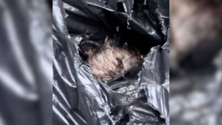 New York Woman Acts Fast When She Finds Injured Dog Tied Up And Left In Trash Bag