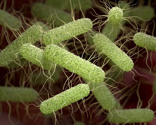 Pathogens Build Protein Compartments to Survive and Thrive in the Gut
