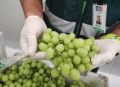 Oportunidad laboral en el agro: abren vacantes para temporada de fruta en Atacama