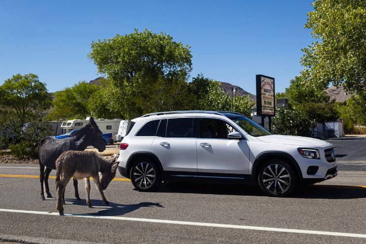 Burros removed from Beatty in BLM’s emergency roundup