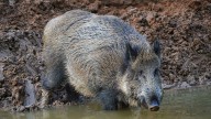 Los cazadores no dan crédito tras abatir en Galicia un extraño jabalí de colores: "Pensamos que es una mezcla"