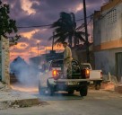 Mosquitos “kamikaze”: qué son y qué riesgos traen