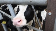 The groundbreaking breeding programme that's reducing methane in cow burps