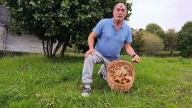 Buen arranque de la temporada de setas pese a la escasez de lluvias