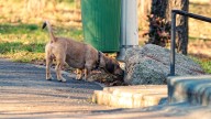 Encuentran en Alabama el cuerpo de una mujer que fue devorada por sus dos perros tras pasar semanas muerta en su casa