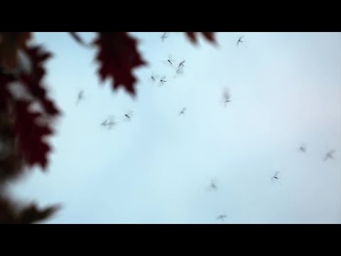 Mosquitoes are out in full force following rainfall